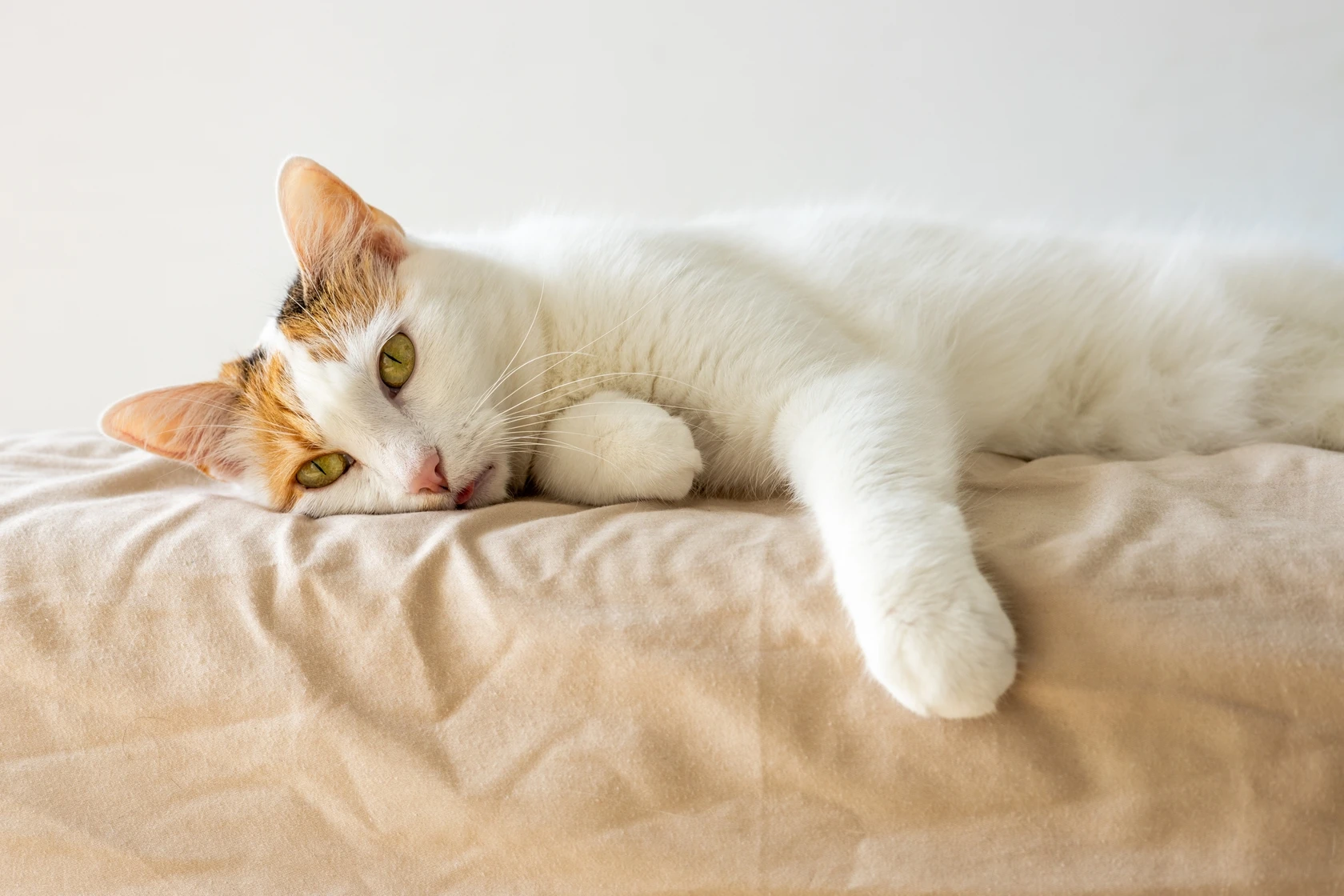 shutterstock_2498260375 (1)